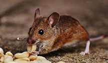 24 Hour & Emergency Exterminators in Sugarcreek Township, OH
